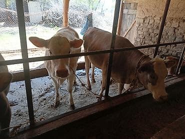 продаю уй: Продаю | Тёлка | Полукровка | На откорм | Племенные — 4