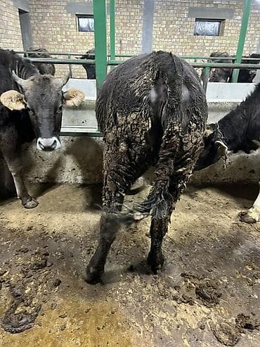 куплю корову на мясо: Продаю | Тёлка | Швицкая | На откорм, На забой | Привязанные — 2