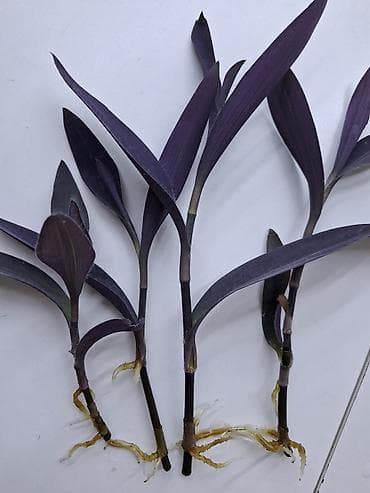 летние: Рассада традесканции пурпурной (Tradescantia spathacea ‘Purple’/Rhoeo) — 2