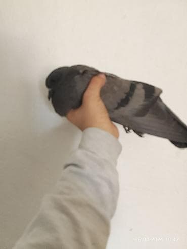 золотой ворон: Почтовый голубь (темно-серый окрас) - Порода: домашний голубь — 4