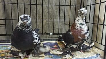 только голуби: Голуби (САМЦЫ) на продажу. Закрытые, не гоненные, подсеточные — 4