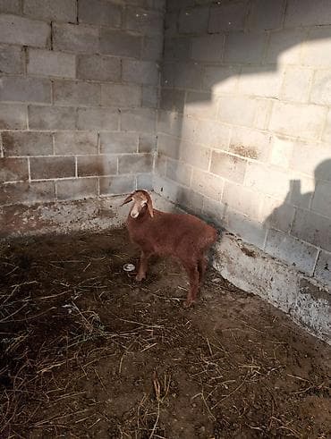 пушистая кошка: Продаю | Ягненок — 3