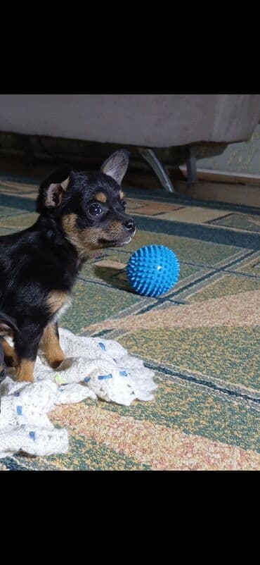 каракол собаки: Продаются щенки той терера возраст 2 месяца 2 мальчика,2 девочки — 7