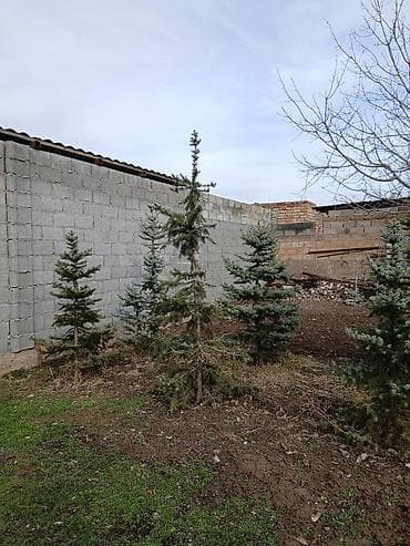 неделю: Саженцы деревьев: Ели, Самовывоз — 6