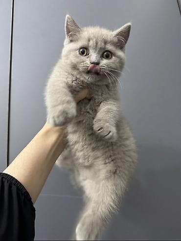 коша: Скотиш Страйт (Шотландская прямоухая), 3 месяца, Девочка — 1