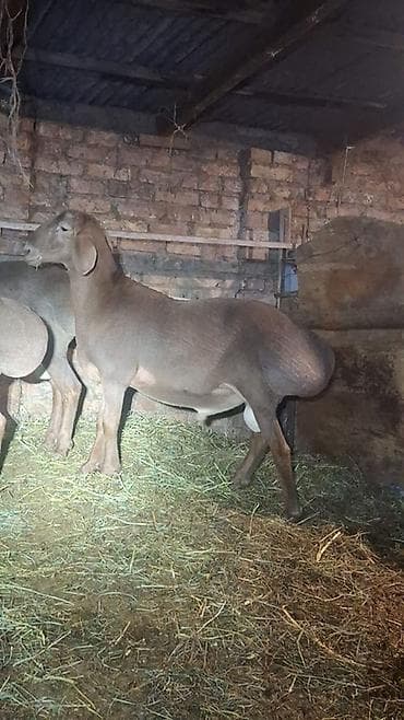 canada goose: Продаю | Овца (самка) | Для разведения | Матка — 1