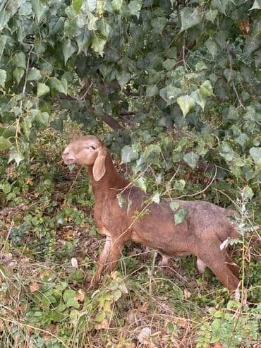 декоративные кролик: Продаю | Баран (самец) | Арашан | Для разведения | Осеменитель — 1