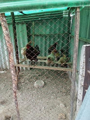 Продаю | Куры | Для разведения