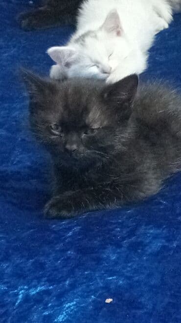 кастрация кота бишкек: Кошка даром: Беспородная, 1 месяц, Мальчик, Приучена к лотку — 3