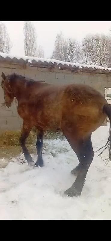 ит аттары: Сатам | Байтал | Дончак — 4