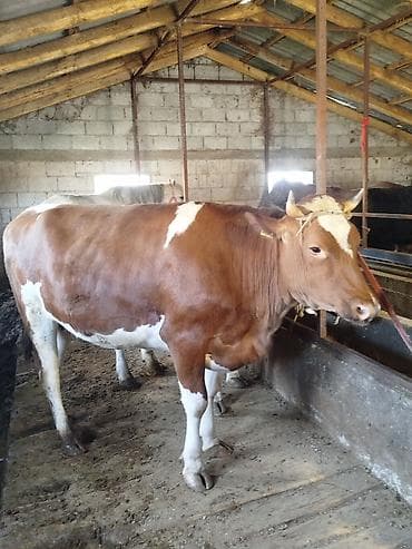 продам корову: Продаю | Корова (самка) | Для молока | Стельные — 1