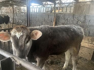 бее байтал: Продаю | Бык (самец) | На откорм | Привязанные — 3
