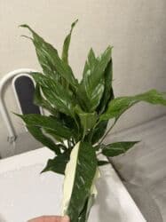 растения для аквариума: Пальмы(Хомедория),замиокулькасы(доллар) Зензи,черный доллар,зеленый — 21