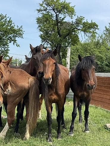 куна: Продаю | Кобыла (самка) | Для молока, Рабочий | Племенные — 6