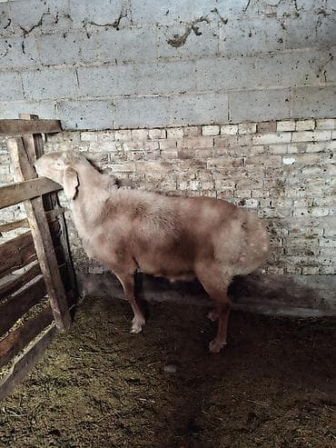 дорпер кой: Продаю | Баран (самец) | Арашан | Для разведения | Племенные — 2