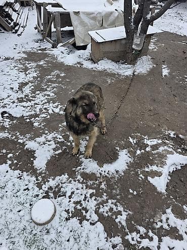 собаки собаки: Дворняжка, 5 лет, Самец — 2