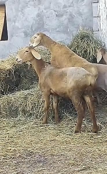 отдам котят в добрые руки: Продаю | Овца (самка) | Арашан — 4