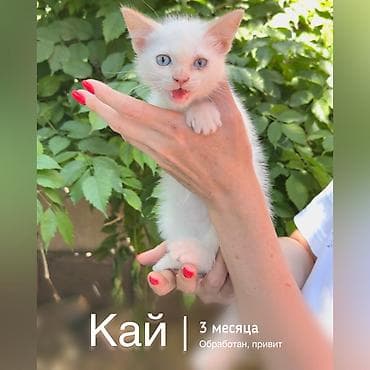 кошка котёнок: Кошка даром: Беспородная, 3 месяца, Мальчик, Приучена к лотку, Проглистована — 1