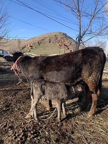 продаю собака: Продаю | Корова (самка) | Полукровка | Для молока | После отела — 1