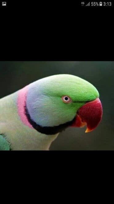 домик для волнистых попугаев: Александрийские попугаи хорошо приручаются к рукам а так же к — 6