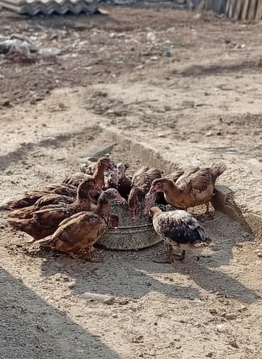 Мускусные утки (индоутки), молодняк 6 месяцев 11+1 мать 7500 за всех