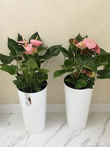 Антуриумы: 🌿 Продаётся антуриум (75 см) 🌿 💚 Красивый, здоровый антуриум 🌸 В — 1