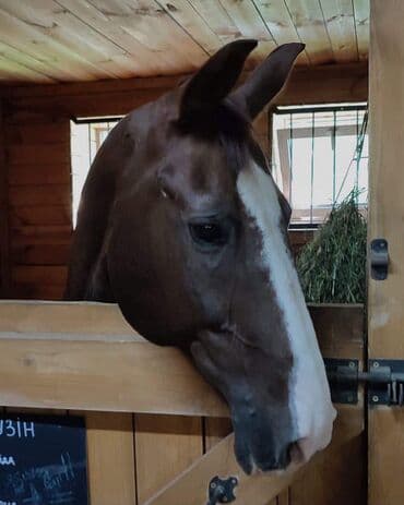 бельгийский собака: Продаю | Жеребец | Конный спорт — 2