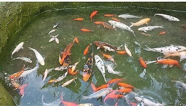 крематорий для животных бишкек: Аквариумы — 2