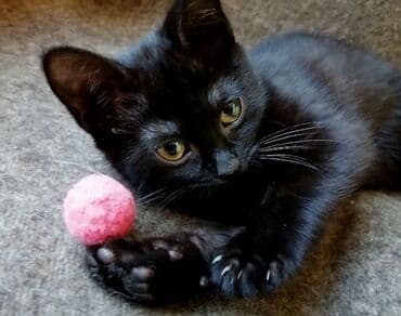 купить кота вислоухий британец: Одам в добрые, заботливые руки мальчика. Возраст 3 месяца. Окрас — 1