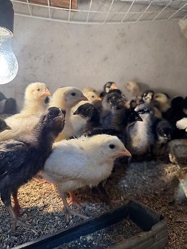 шарпей цена бишкек: Продаю цыплят — 7