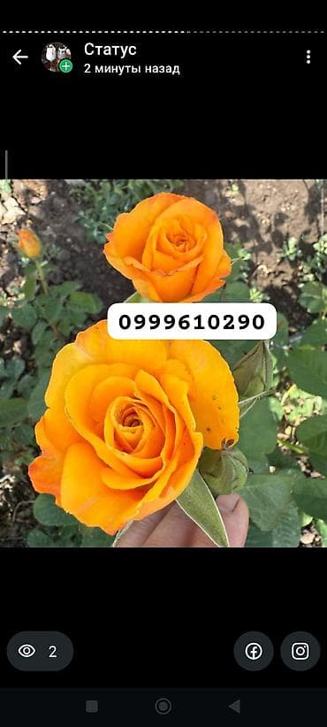 цветник: Саженцы цветка: Розы, Платная доставка — 9