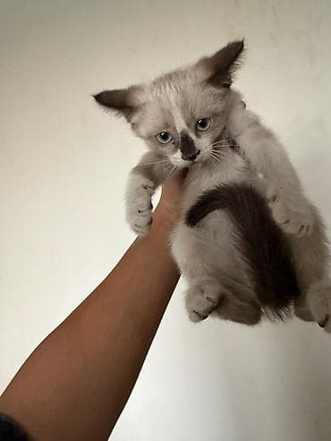 усыпление животных бишкек: Кошка даром: Сиамская, 2 месяца, Девочка, Приучена к лотку, Проглистована — 2