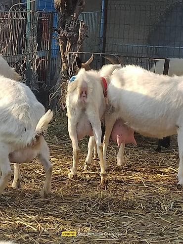 силосный комбайн: Продаю | Коза (самка) | Для разведения — 5