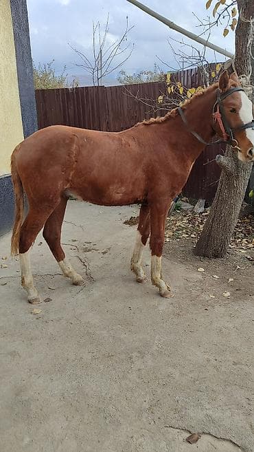 авган кой: Продаю | Жеребенок | Дончак | Рабочий — 8