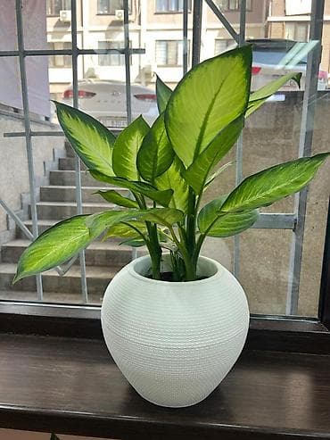 цветок диффенбахия: Декоративное комнатное растение в горшке — диффенбахия — 1