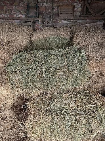 семис бука: Продаю тюки сена 
2-3 укос.
Количество 578
Продам все сразу 
Цена 350 — 1