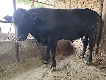 продам кента: Продаю | Бык (самец) | На откорм | Привязанные — 3