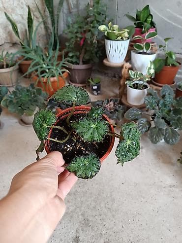 Бөлмө өсүмдүктөрү: Суккуленты в горшках — мини-коллекция - Редкий суккулент «розочки» — 10