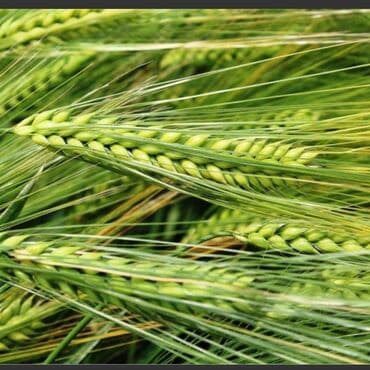 газон для поля: Семенной ячмень (Арпа урук 1 гектардан 5-6 тонна берет) — 5