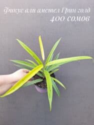 живые растения в аквариум купить: ● Комнатные растения (укоренённые черенки, молодые растения, взрослые — 15