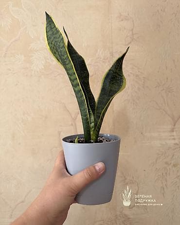 драцены: 🌿 САНСЕВИЕРИЯ Стильное и неприхотливое комнатное растение, которое — 4