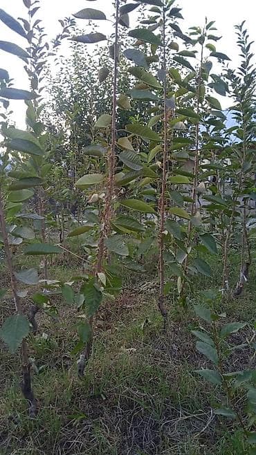 бу диваны каракол: Гилас Өзү алып кетүү, Акылуу жеткирүү — 1