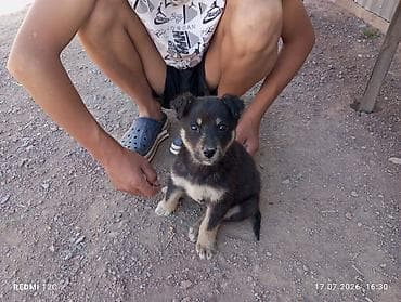 сөөл жан: Ит бекер берилет: 2 айлык, Эркек — 3