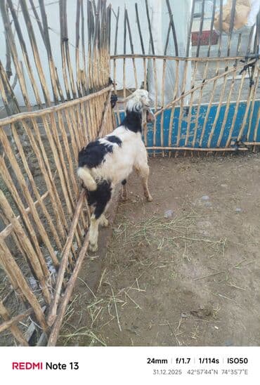 хаски фото щенки цена: Продаю | Коза (самка) | Полукровка | Для разведения — 6