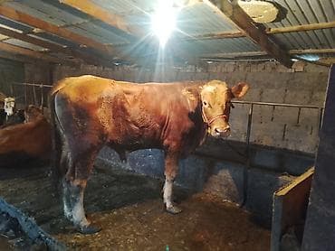 желчные камни крс бизнес: Продаю | Бык (самец) | Полукровка | На откорм — 1