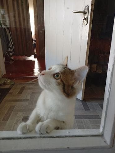 домашний кошка: Домашняя кошка с пушистым хвостом - Окрас: бело-табби (белая грудь и — 6