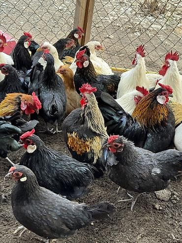 Иттер: На продажу декоративные куры петухи карлики — 3