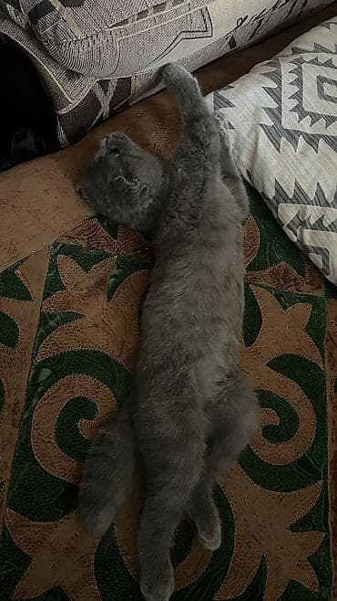 шотландская вислоухая лиловая кошка: Шотландский вислоухий котёнок (Scottish Fold), окрас сплошной голубой — 10