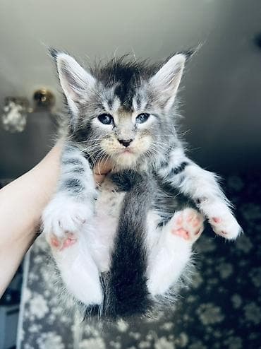 🐾 Продаются котята породы мейн-кун 🐾 Крупные, ласковые и очень — 3
