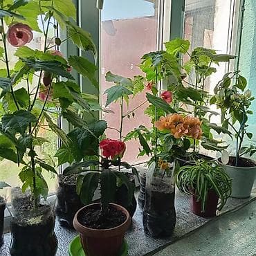 Бөлмө өсүмдүктөрү: Комнатные растения в горшках - Абутилон (комнатный клен) — несколько — 6